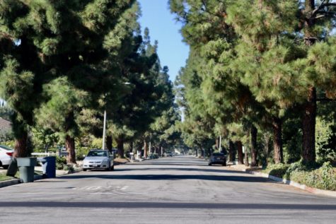 West Coast Arborists Improving the Scenery of the City of Trees